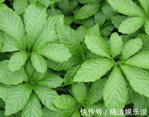 神仙草|农村称它为“神仙草”,用来泡茶价值珍贵,55元一斤难买到