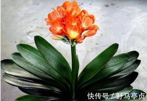养分|君子兰喜欢1种肥,盆土里挖洞埋一点,叶子比花美!
