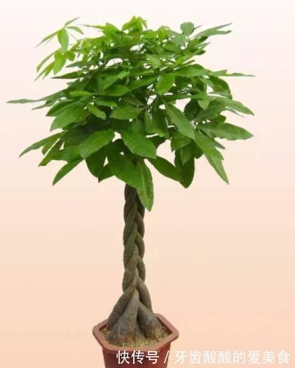 老人说，家中一定要种几盆“红艳花”，花开似火，寓意家和万事兴