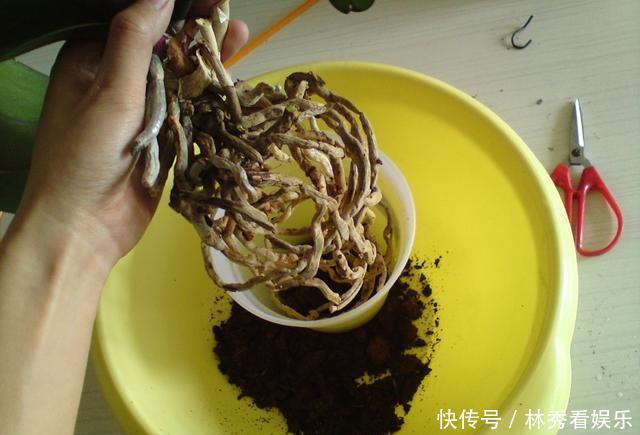 叶子|兰花移栽、换盆就死掉学会3招,养一盆活一盆,叶子飘逸花箭多