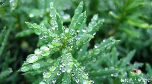 不仅仅是人，植物也会出现这种情况，适当补充植物状态更佳