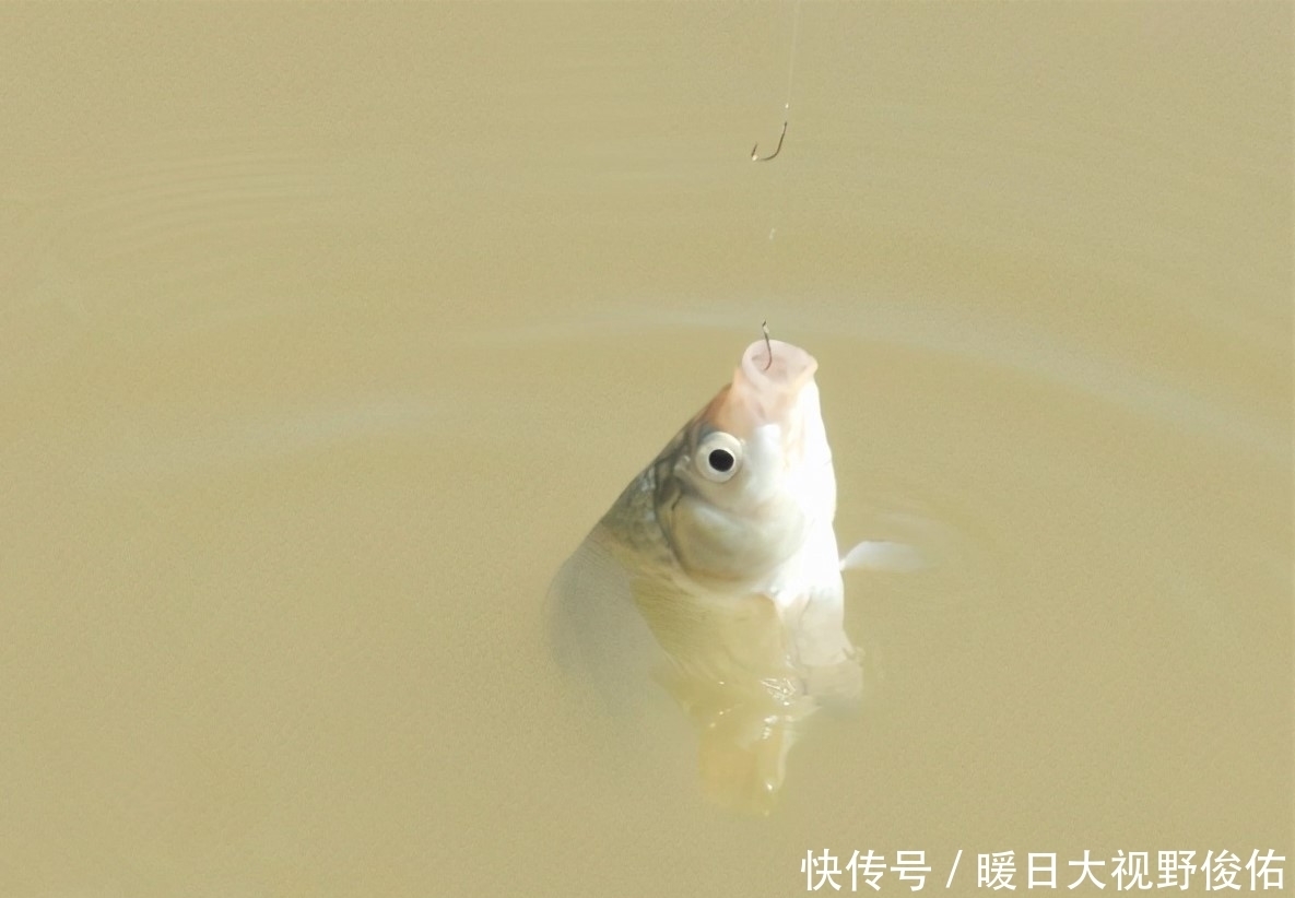 饵料|懂得调漂不一定就能钓到鱼，有些细节被忽略，你永远都不知道