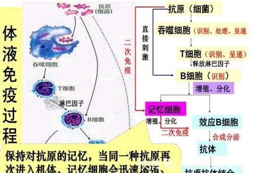 细胞|为什么有些人不易得癌肿瘤科主任他们可能有六个特点