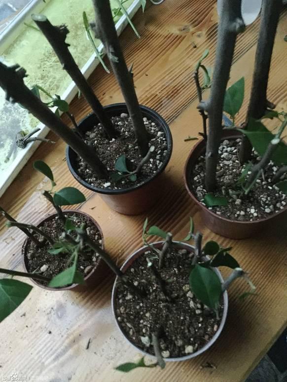 盆景|三角梅养成盆景又美又飒,爬成花墙热情浪漫,爆花成球秘诀在这