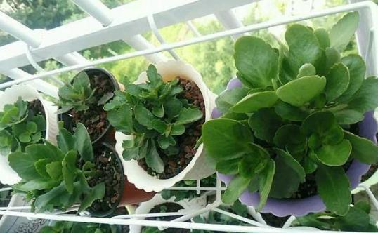 盆栽养殖长寿花，花谢就修剪、施肥，等一个月又能催花了