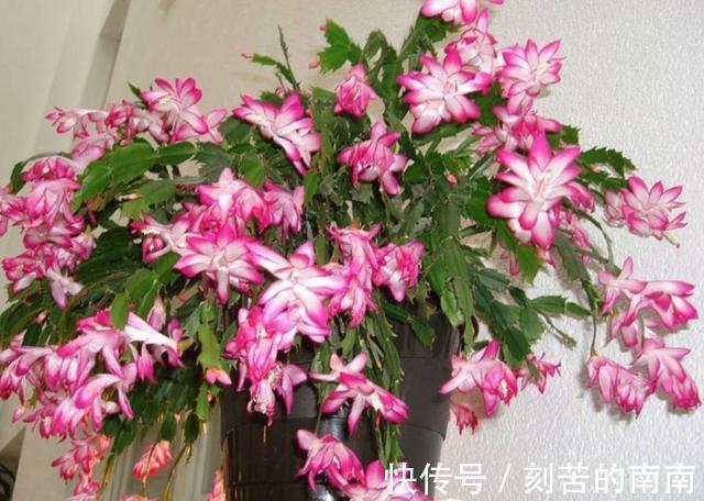 蟹爪兰开完花后“软趴趴”摘摘叶片,补补肥,花开一茬接一茬!