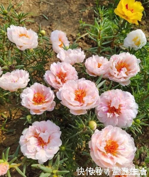 光照|这3种花,越晒越开花,花期长,开花勤,放在阳台,秒变小花园!