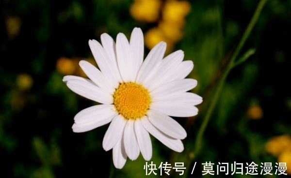 幸福|10月8号开始，桃花盛开，爱神降临，顺利脱单，幸福相约到白头