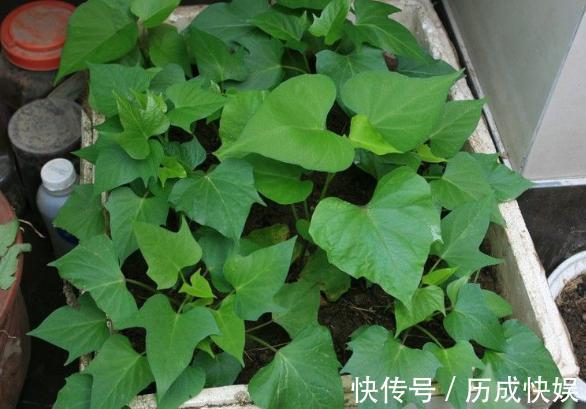阳台上最好养的“3种菜”，种一次，吃不完，收获一盆又一盆