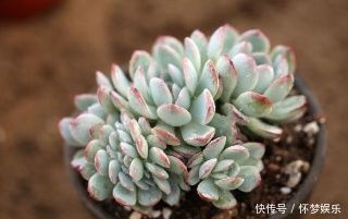 养花老板不愿分享的秘密简单几招,不黄叶,花开满盆