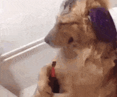 |搞笑GIF趣图:跟姐说说实话你是不是想泡姐?