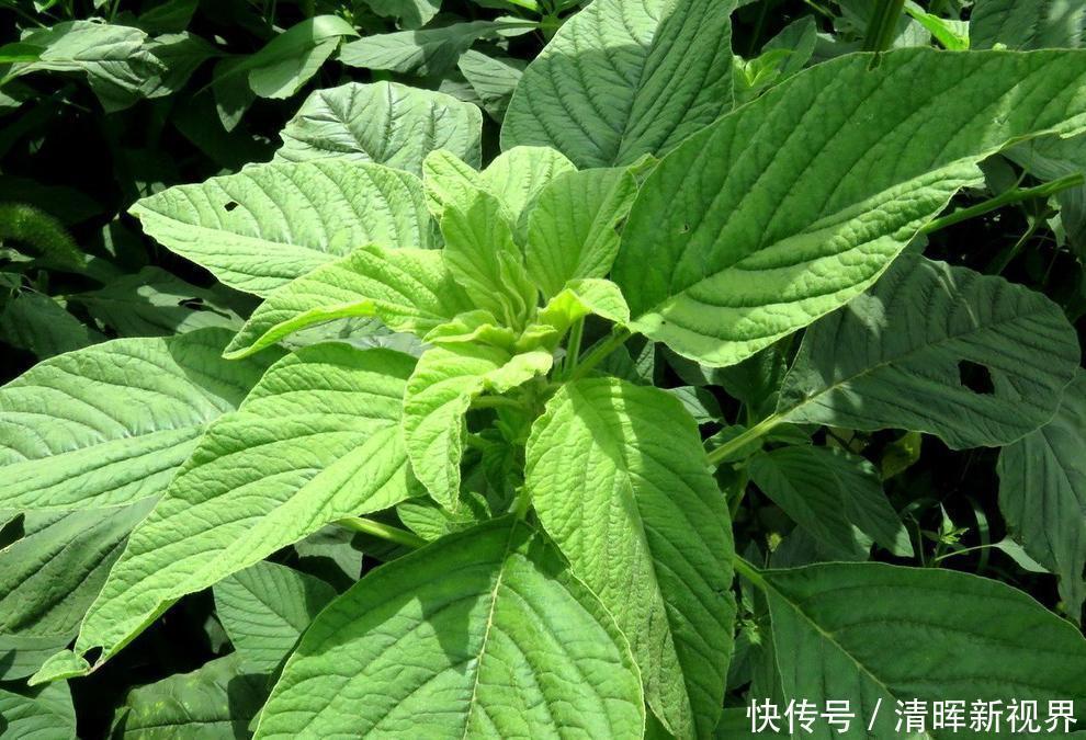苋菜|人称“长寿菜”,过去常用来喂猪,但含钙比菠菜高,见到记得摘点