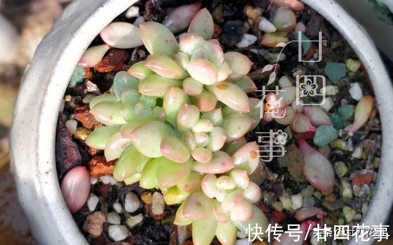 11月养多肉，容易上色出状态，5个方面做到位，肉肉颜值到巅峰