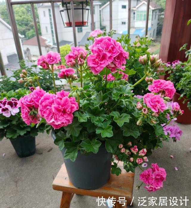 黄叶|叶片怕水的6种花,浇水最好直接“灌”,不然黄叶、烂心又黑腐