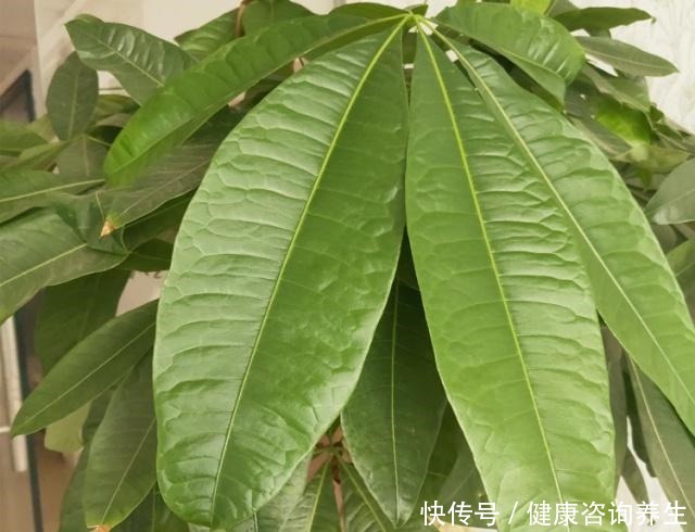 养发财树,别老犯这5个“错误”,现在改还来得及!