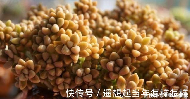 科研|你是在养多肉,不是在搞科研,低温露养要不得!