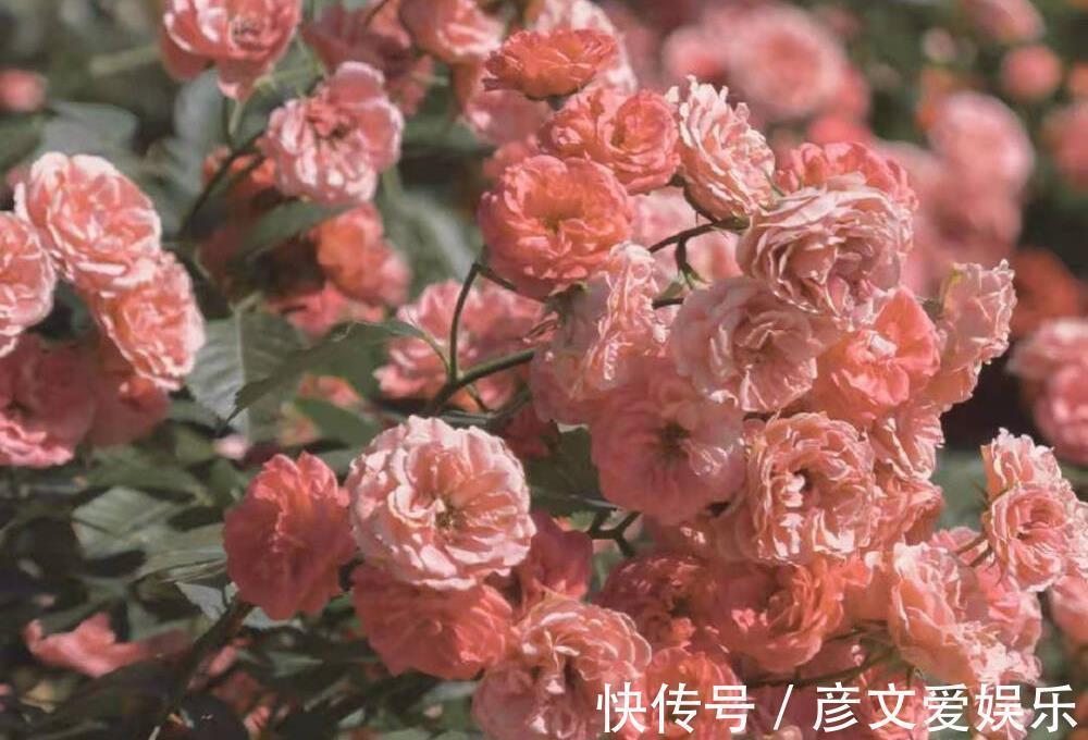 星座师|就算被人轻视,也不会向命运妥协的星座,在低谷中也能保持自我