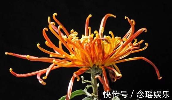 此菊，花开“大如斗篷”，属“菊中珍品”，幽香袭人，绚丽多姿!