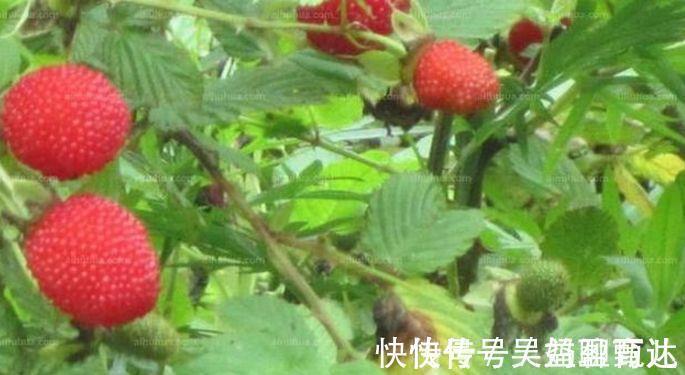 碎石|得了肾结石不要慌，4种食物经常吃点，赶跑碎石、排石一步到位