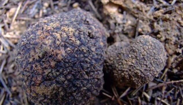 中国3大“顶尖”野生植物,个个卖出天价,网友;吃不起