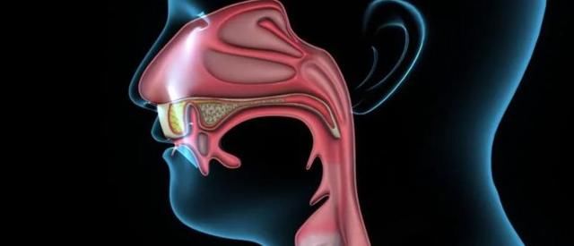 鼻咽癌|有一种癌偏爱「南方人」，这个省的发病数占了全国的60%