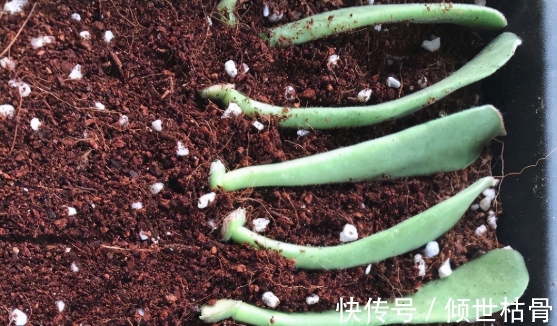 植物|用对方法养花很关键！植物上盆前“掺”它们，土壤就不会结块