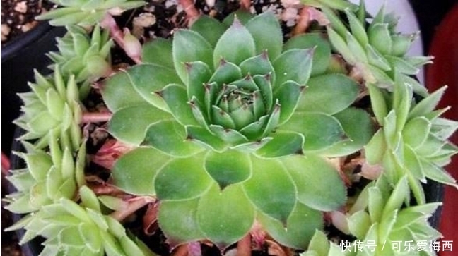 小花头|观音莲照这个方法养护,小花头冒不完,太壮观了!