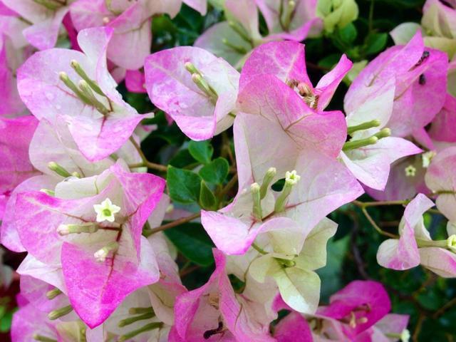 养殖三角梅掌握几点诀窍,轻松解决不开花的问题