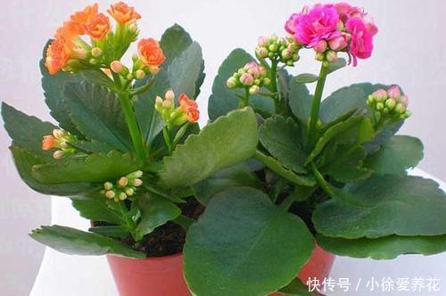 长寿花开败后,找对“位置”猛剪一刀,第二次开花更旺盛!
