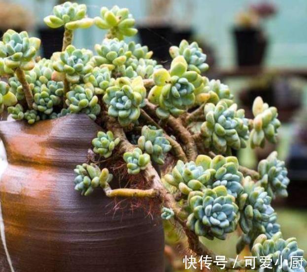 4种漂亮的老桩盆栽,适合穷养,小盆种少浇水,越养越精神