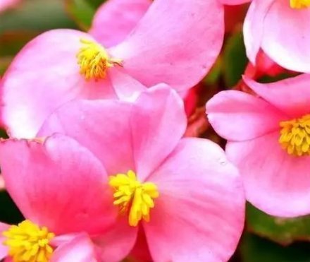 此花小巧玲珑且优雅大方,花期长达一整年,象征着幸福和智慧