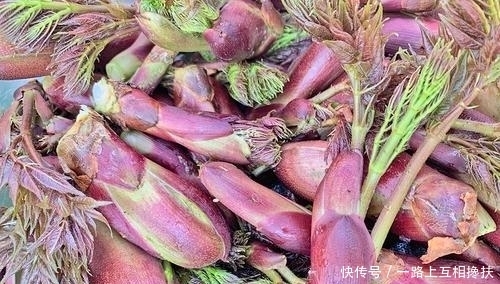 云吧|昌宁:入春了,漫山野菜里藏着人间烟火气