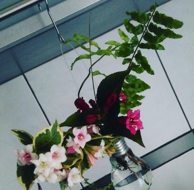 养花|把灯泡拿去养花,挂在阳台上太好看了!真的太佩服邻居的脑洞
