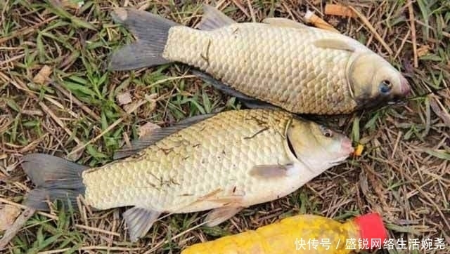 狐眼|高手教你,10个钓鲫“绝活”!想爆护就看过来