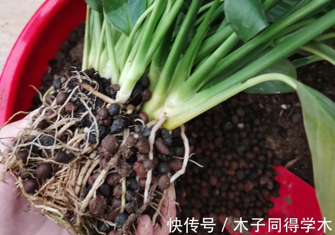 7种花，立秋后换盆，秋冬才能越养越好