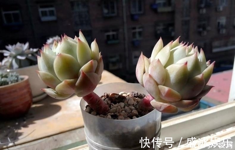 米水|从小就喝洗米水长大的多肉,快来看看来自多肉的强势“逆袭”!