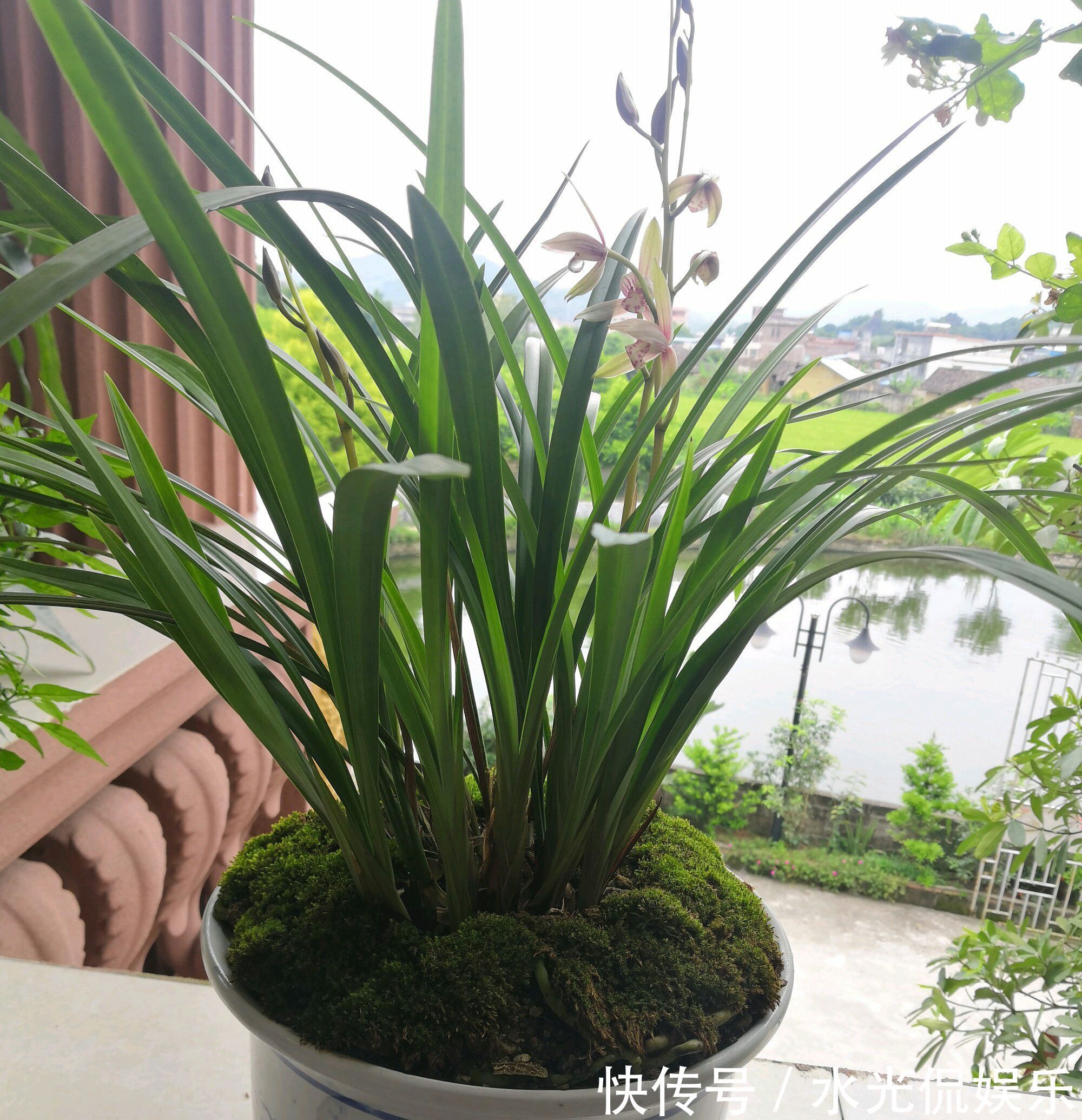 植料|新手养兰花,把握几个关键点,兰花不黄叶烂根易出水晶头