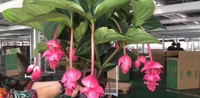 10种过年养的花，花市找不到，谁见了都稀罕