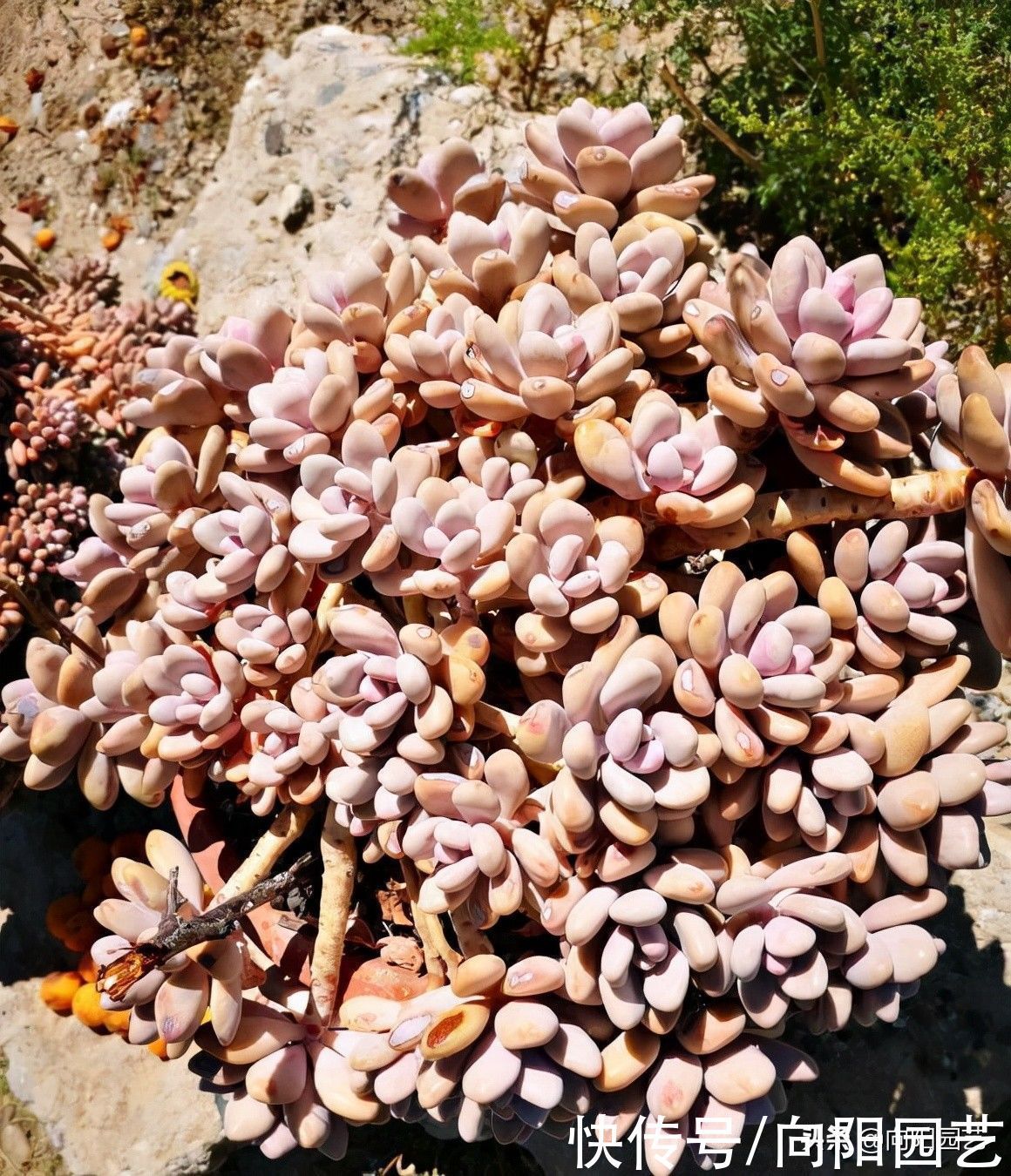 瞧瞧多肉大神的肉肉,盆盆是精品,棵棵价格不菲,你爱了吗