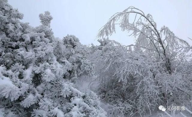 雪后王莽岭，美得不要不要的！