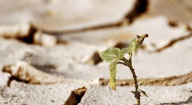 藿朴夏苓汤|血糖正常，却总是夜间口干，老中医1招抓住病根，药到病除