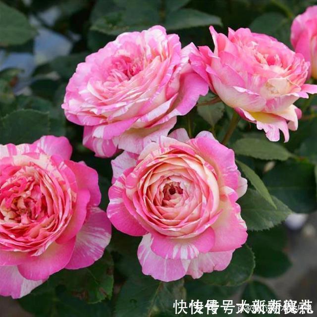 花型|25款勤花又好养的月季品种推荐。新手一定要来一颗，盆栽地栽都行
