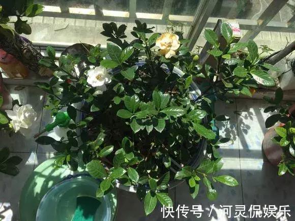 香味花|3种花比香水好闻，随便养1盆，异味跑光光，家里清香四溢！