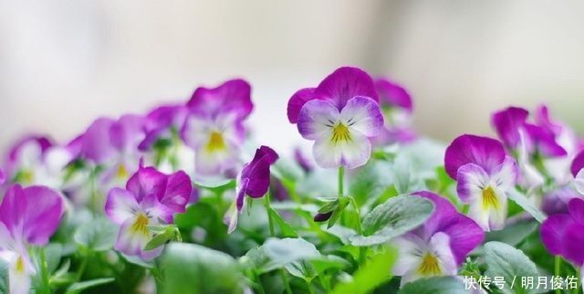 4种美丽的花卉盆栽,花香阵阵,花期长达半年,种在阳台开成花海