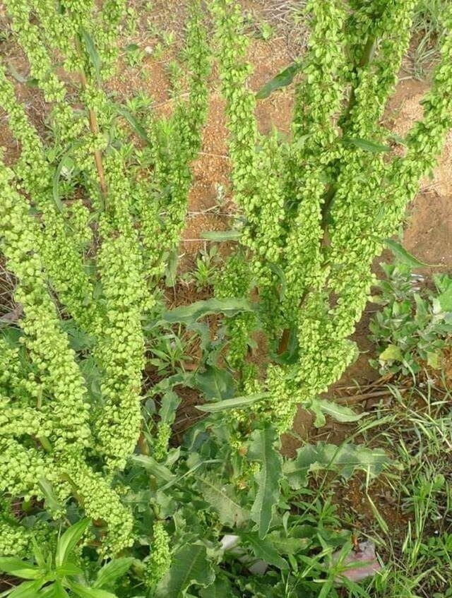 食用|这种“野菠菜”,割完玉米地就出来,营养价值高,很少见