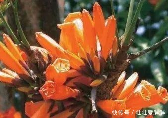 老茎生花,花儿竟不开在枝条上,此乃热带雨林特有的植物现象!