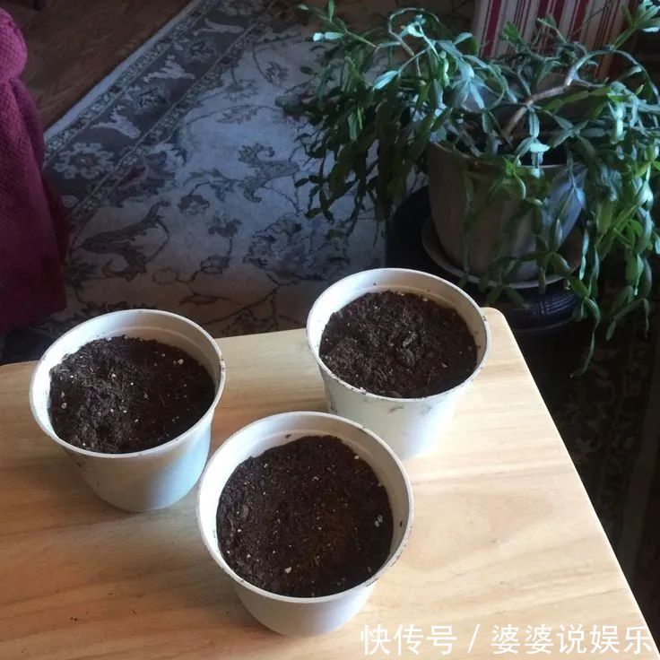 蟹爪兰简单扦插出几十盆，今后随便养，烂掉几棵也有底气
