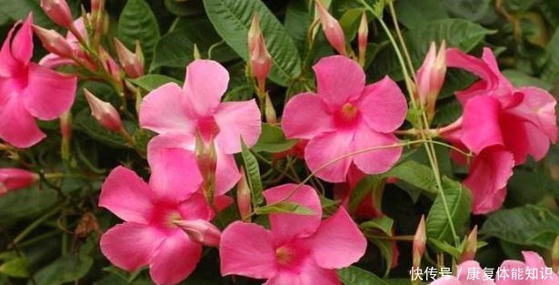 一种小花太神奇,一对叶子6朵花,养一棵开一片,室内室外都能养!