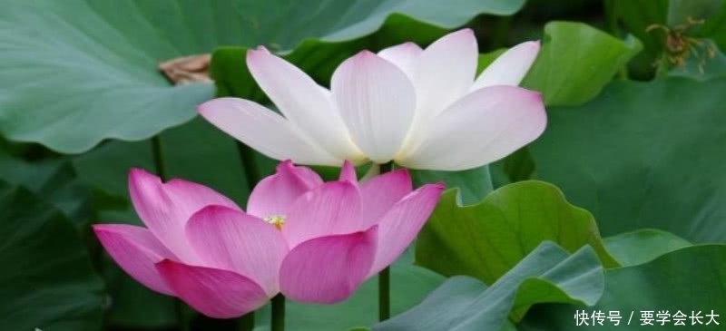 李商隐初识原配夫人王氏,于是写下一首诗,勇敢地表达自己的爱意