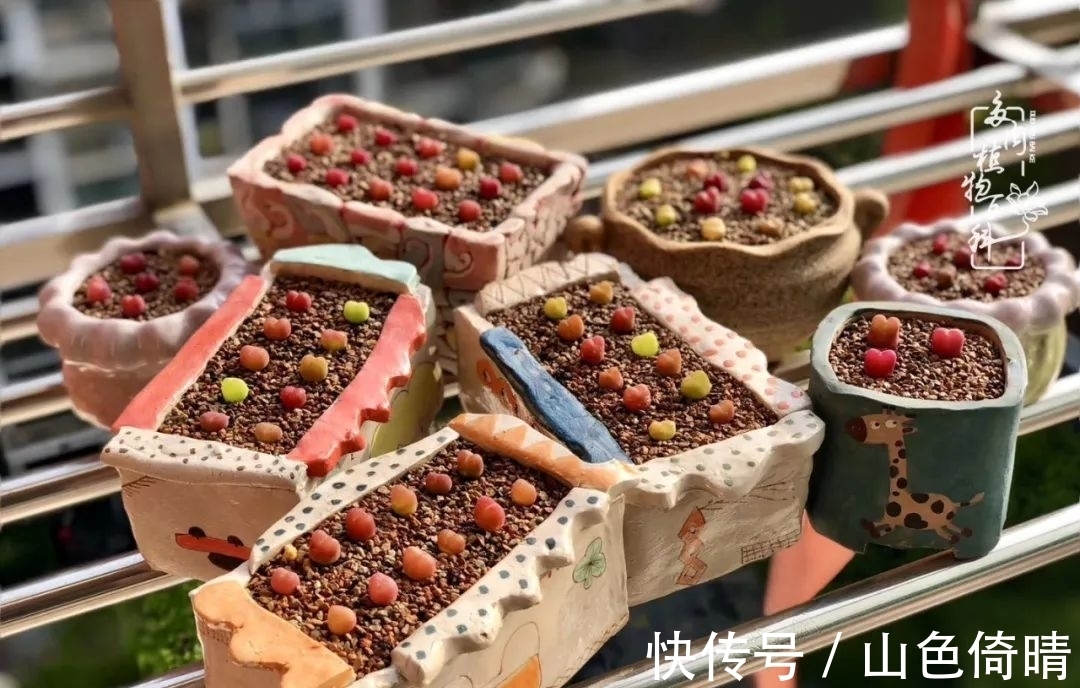 我与多肉植物百科的398天离别又重逢!